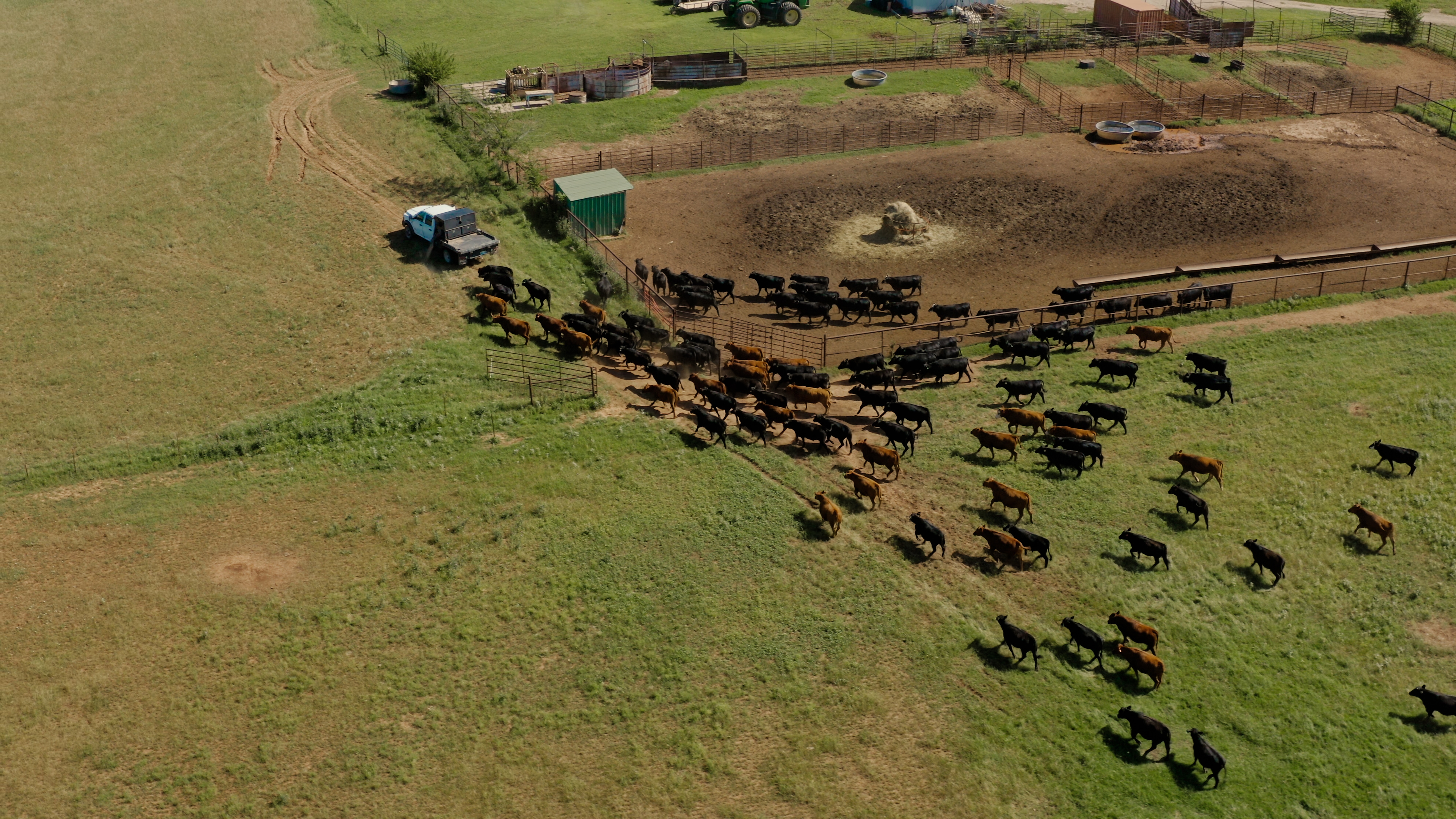 cattle moving pastures 